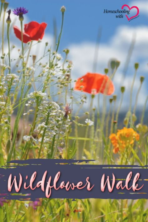 Have you taken a wildflower walk? We are really blessed to literally live in the woods so they are right out our door. But what if you don’t live somewhere like me?...then read to know how to enjoy wildflowers wherever you live. #Spring #HomeschoolActivities #HomeschoolFamily #WildflowerWall Nature Worksheets, Living Books List, Homeschool Science Experiments, Human Body Projects, Mother Culture, Homeschooling Activities, 7 Sisters, Homeschool Nature Study, Homeschool Nature