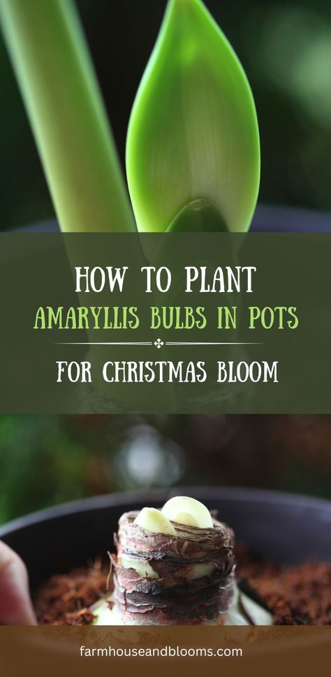 two pictures, one of amaryllis stems and foliage growing, and one of an amaryllis bulb planted in a pot Amaryllis Planting Ideas, Flower Bulbs Indoors, Growing Bulbs Indoors, Bulbs In Pots, Amaryllis Care, Amaryllis Christmas, Amaryllis Plant, Christmas Cactus Plant, Shade Garden Design