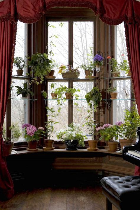 So beautiful! Iron brackets hold glass shelves at varying heights to display many varieties of plants. The window seat is also incorporated as a display area. Bay Window Plants, Kitchen Window Plants, Window Garden Ideas, Window Plant Shelf, Plant Window, Window Shelves, Window Plants, Bow Window, Garden Windows