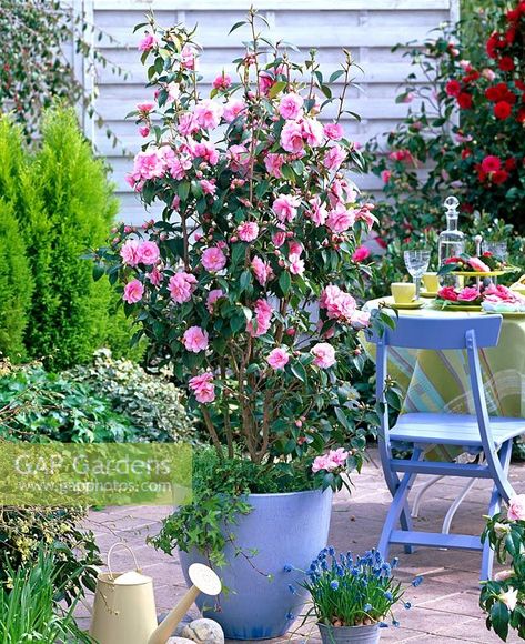 Pot Image, Courtyard Ideas, Pergola Ideas, Front Courtyard, Plant Photography, Garden Features, Spring Festival, Ceramic Pot, Blue Ceramics