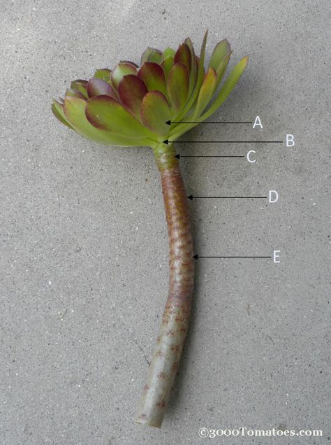 Succulent Propagation technique | 3000 Tomatoes | Coastal Gardening in Southern California How To Root Succulent Cuttings, Succulent Propagation How To, Succulent Repotting, Succulent Cuttings Propagation, Succulent Propagation, Propagate Succulents, Beautiful Succulents, Succulent Cuttings, Propagating Succulents