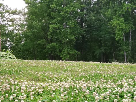 Clover field Clover Field Aesthetic, Open Field Aesthetic, Pretty Fields, Clover Aesthetic, Art Coursework, Clover Field, Nature Reference, Novel Inspiration, Garden Inspo