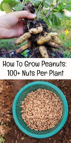 Growing Peanuts Plants, Growing Peanuts From Seed, Peanut Plant, Homesteading Garden, Growing Peanuts, Planting Fruit, Homesteading Diy Projects, Grow Food, Homestead Gardens