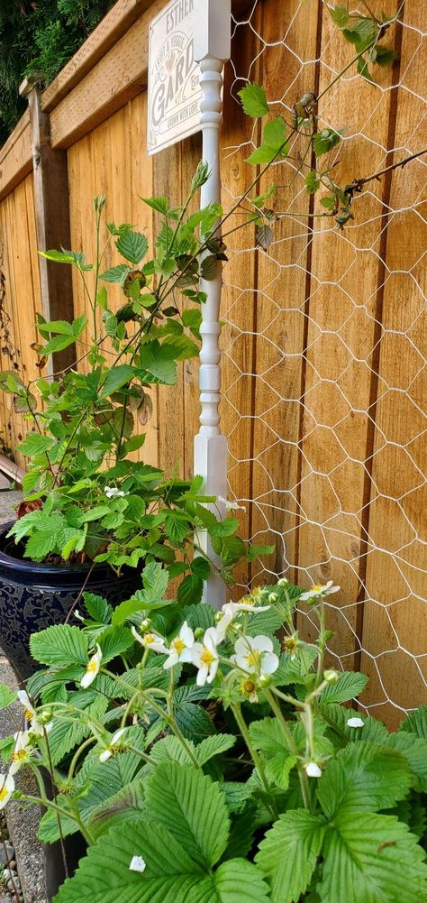 How to Make a Chicken Wire Garden Trellis Chicken Wire Garden Trellis, Chicken Wire Trellis Diy, Chicken Wire Trellis, Chicken Wire Garden, Chicken Wire Projects, Chicken Wire Diy, Vegetable Trellis, Chicken Wire Fence, Flip Furniture