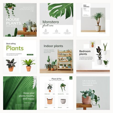 Plant Social Media Design, Plant Social Media Post, Plant Instagram Post, Plant Poster Design, Monstera Plant Care, Social Media Branding Design, About Instagram, Plant Shop, Social Media Poster