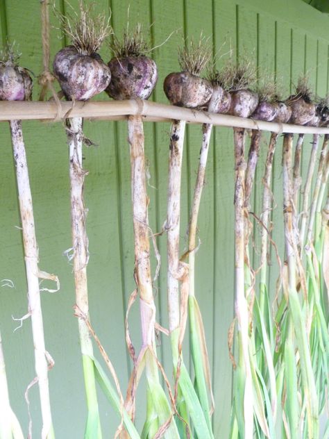 Onion Drying Rack, Garlic Drying, Garden Paradise, Farm Girl, Drying Rack, Things To Know, Macrame Plant Hanger, Plant Hanger, Home Projects