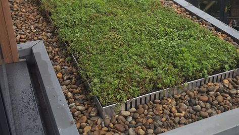 Extensive Green Roof, Sedum Roof, Garden Cover, Green Roof System, Roof Ideas, Green Roofs, Roofing Systems, Garden Studio, Green Roof