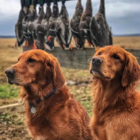 9 Types Of Golden Retrievers: Get To Know All Of Them Field Bred Golden Retriever, American Golden Retriever, Golden Retriever Colors, Black Golden Retriever, Mini Golden Retriever, Flat Coated Retriever, Newfoundland Dog, Same Love, Types Of Dogs