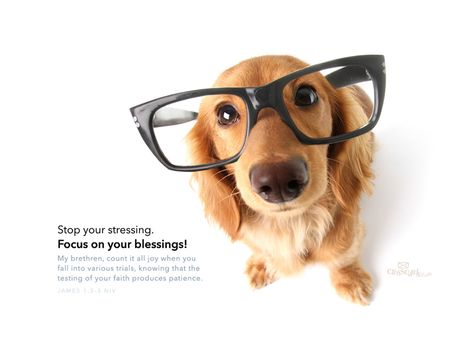 Focus On Blessings Desktop Wallpaper - Free Animals Backgrounds Dachshund Funny, Adorable Clothes, Dog With Glasses, Funny Dachshund, Silly Dogs, Smart Dog, Dog Eyes, Silly Animals, Wearing Glasses