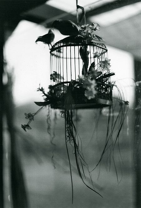 The cage. by gloeckchen on DeviantArt Robert Frank, Visual Poetry, Bird Cages, Bird Cage, Beautiful Photography, Black Bird, Dark Aesthetic, Bird Houses, Lamp Post