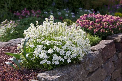 Rockery Plants Uk, Rockery Garden Ideas, Rockery Plants, Iberis Sempervirens, Mediterranean Herbs, Rockery Garden, Garden Cloche, Clematis Plants, Rock Plants