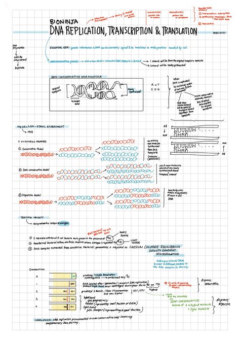 Dna Transcription And Translation, Dna Transcription, Transcription And Translation, Dna Replication, Dna Molecule, Transcription, Biology