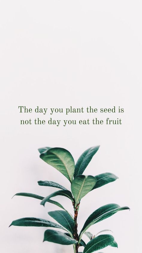 Seed Quotes, Plants Quotes, Paper Plants, Phone Wallpaper Quotes, Whatsapp Wallpaper, Growth Quotes, Garden Quotes, Free Phone Wallpaper, Plant Wallpaper