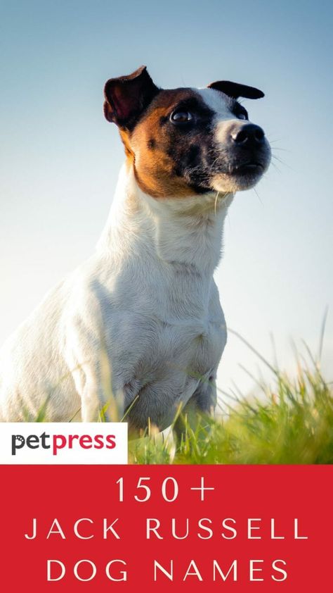 Top 150+ Best Jack Russell Terrier Dog Names - PetPress Puppy Girl Names, Puppies Names Female, Top Dog Names, Jack Russell Funny, Jack Russell Terrier Colors, Dog Name Ideas, Black And White Jack Russell Terrier, Jack Russell Terrier Photography, Dog Names Unique