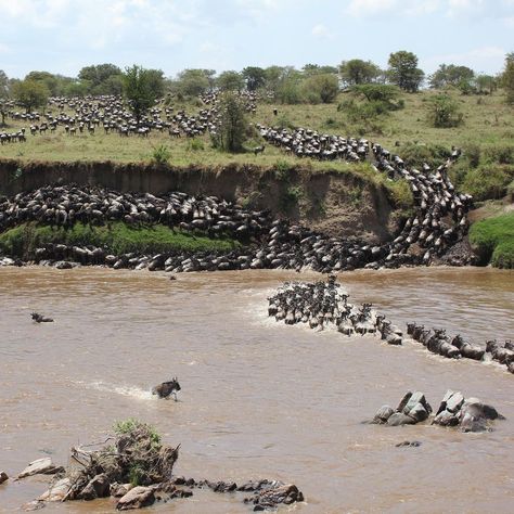 🌍🦁 Embark on an extraordinary journey through the 2023-24 Serengeti Wildebeest Migration Safari! 🐃🐆 Immerse yourself in the breathtaking beauty of the African savannah as millions of wildebeest roam the vast plains. Pin your wildest adventure yet and get inspired by the wonders of nature. Join us on this unforgettable safari experience! #SerengetiMigration #WildlifeEncounters #TravelInspiration 📸🌅🐾🌿 Wildebeest Migration, Calving Season, Great Migration, African Savannah, The Great Migration, Spotted Animals, Serengeti National Park, Mount Kilimanjaro, Cross River