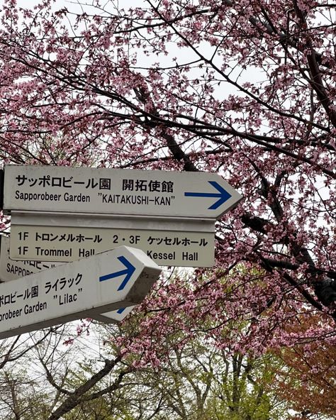 Beautiful Cherry Blossoms in Sapporo ପ꒰ ˶• ༝ •˶꒱ଓ 🌸🤍 ⚲ Maruyama Park ⚲ Odori Park . . . . . . . . . #japanfood #japan #japantravel #sakura #cherryblossom #hokkaido #sapporo #aesthetics Japan Park Aesthetic, Hokkaido Aesthetic, Winter In Japan, Sapporo Japan, Cozy Life, Hokkaido Japan, Japan Aesthetic, Boba Tea, Japan Food