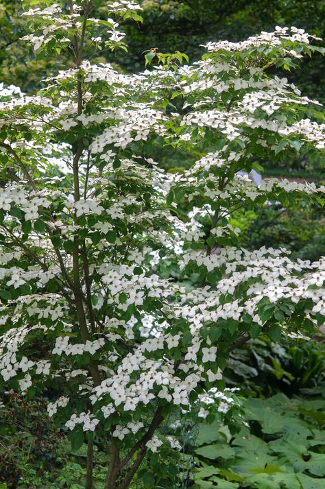 White Flowering Dogwood Tree, Chinese Dogwood Tree, Small Dogwood Tree, Dogwoods In Landscape, Kousa Dogwood Tree Landscaping, Venus Dogwood Tree, Dogwood Trees In Landscaping, Dogwood Varieties, Dogwood Tree Landscaping