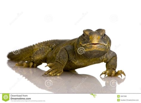 Lizard Front View, Eye Images, Vector Portrait, White Background, Royalty Free, Royalty Free Stock Photos, Stock Photos, Character Design, Animals