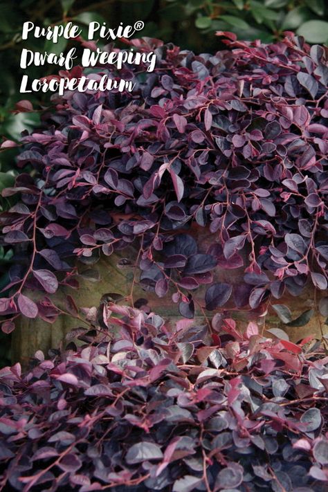 Purple Pixie®️ LoropetalumThe versatility and compact nature of Purple Pixie never disappoints. Add fall color to garden beds, window boxes, hanging baskets or containers and enjoy year-round interest. Weeping Loropetalum, Purple Pixie Loropetalum, Plants For Fall, Dark Foliage, Purple Foliage, Southern Living Plant Collection, Purple Pixie, Southern Living Plants, Patio Trees