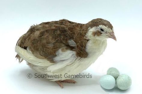 Scarlet & Red Range Celadon Layer Eggs - Southwest Gamebirds Coturnix Quail, Gamebirds, Red Patch, Brown Eggs, Blue Eggs, Hatching Eggs, Quail Eggs, Game Birds, Natural Sunlight