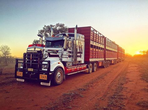 Cattle Drive, Truck Transport, Scania V8, Train Truck, Outback Australia, Road Train, Show Trucks, Built Truck, Kenworth Trucks