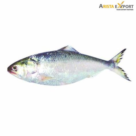 Hilsa Fish, River Fish, Bay Of Bengal, All Fish, Indian River, River Fishing, Fish Farming, Sea Food, Fish Dishes