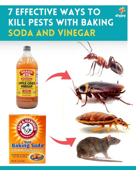 a bottle of apple cider vinegar and a box of baking soda beside a group of insects Homemade Gnat Spray, How To Get Rid Of Cockroaches Fast Diy, Home Remedy For Roaches, Natural Pest Control For Home, How To Kill Cockroaches Fast, Rat Poison Diy Baking Soda, Cockroaches How To Get Rid Of, Roaches Get Rid Of Diy, How To Get Rid Of Ants In The House