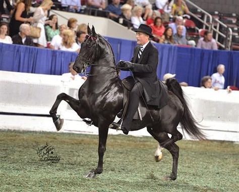 12 Signs You’re A Saddle Seat Rider Saddlebred Horses, The Scorpio Races, American Saddlebred Horses, Horse Magazine, English Tack, Icelandic Horses, The Scorpio, Horse Ears, Beautiful Horse Pictures