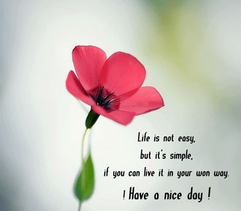 have_a_nice_day_quotes7 Nice Day Quotes, Morning Quotes Images, Good Morning Inspiration, Good Morning Wallpaper, Slaap Lekker, Good Morning Friends Images, Good Morning My Love, Good Morning Beautiful Quotes, Good Morning Cards