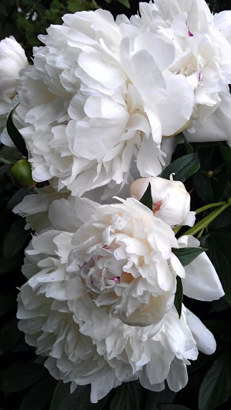 White Peony Photography, White Peony Aesthetic, Peonies Aesthetic Vintage, White Peonies Aesthetic, White Peonies Wallpaper, White Peony Wallpaper, Peony Photo, Peonies Wallpaper, Peonies White