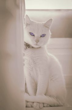 Angora Cats, Cats Musical, Magic Cat, Luxurious Lifestyle, Russian Blue Cat, Aesthetic Cat, White Cats, Russian Blue, Cat Aesthetic