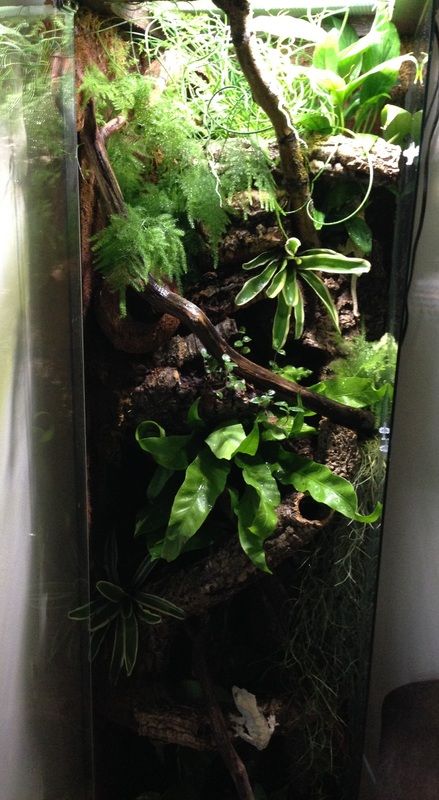 DIY IKEA converstion Ikea Reptile Enclosure, Ikea Vivarium Hack, Ikea Vivarium, Vivarium Cabinet, Vivarium Diy, Terrarium Cabinet, Ikea Rudsta Terrarium, Diy Chameleon Enclosure, Ikea Terrarium