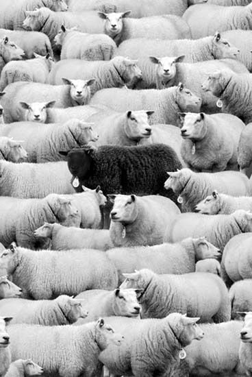 Herd Of Sheep, Black Sheep Of The Family, Sheep And Lamb, Black Sheep, White Picture, Black And White Pictures, Black And White Photographs, Black And White Photography, Farm Animals