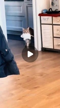 Hilarious Cat Videos, Cats Funny Pics, Cute Cat Videos Funny, Funny Cats Video, Cat Videos Funny, Cats Doing Funny Things, Funny Cat Images, Funny Kittens, Cat And Dog Videos