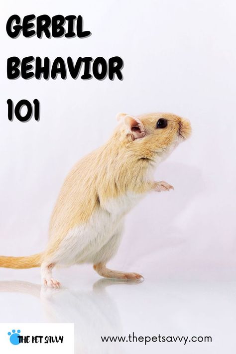 Do you know what your gerbil is trying to tell you? This post explains your gerbil body language's and sounds - squeaking, chirping, chattering, burrowing and standing up tall won't be a secret for you anymore #gerbil #gerbils #gerbilbehavior #gerbilsounds #gerbilbodylanguage #happygerbil #happygerbilsounds #gerbilcare Gerbil Enrichment, Gerbil Habitat, Diy Gerbil Toys, Gerbil Toys, Gerbil Cages, Baby Hamster, Hamster Cage, Pocket Pet, Pet Pigs