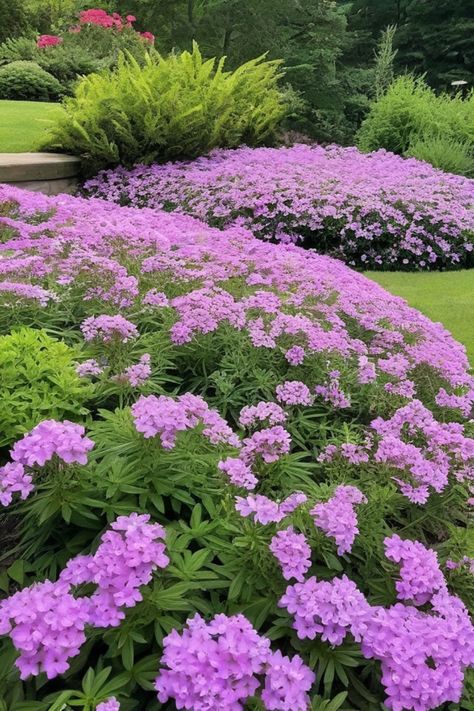 Looking to add some color and vibrancy to your garden? Explore the world of ground cover plants with our collection of the best flowering options. Whether you need plants that bloom all summer long or evergreen varieties, we have something for every garden. Create a beautiful, low-maintenance landscape with our selection of flowers that thrive in various conditions - from full sun gardens to shady spots. Our easy-to-grow ground covers are not only stunning but also drought-tolerant, making them Full Sun Perennials Low Maintenance, Flowering Ground Cover, Perennials Low Maintenance, Full Sun Garden, Sweet Woodruff, Creeping Phlox, Ground Covers, Full Sun Perennials, Creeping Jenny