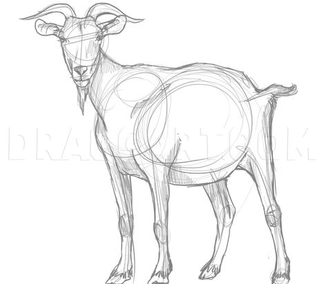 Anthro Goat, Goat Drawings, Draw A Goat, Goat Drawing, Goat Paintings, Goat Art, Billy Goat, Cartoon Drawing Tutorial, Cute Goats