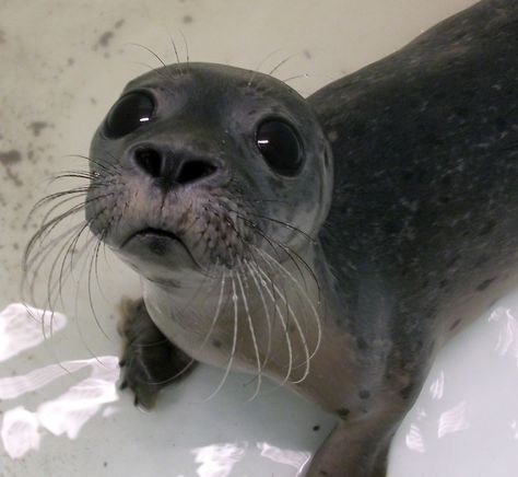 Baby seal. A Seal, Close Up, White