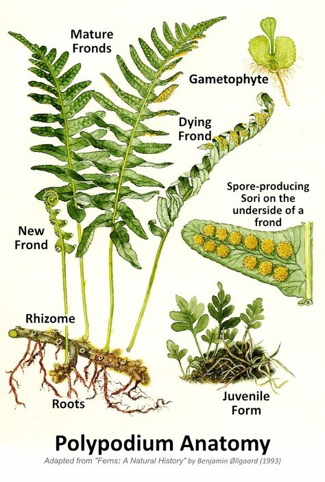 Licorice Fern… Forest Contrarian? | WyEast Blog Licorice Fern Tattoo, Nature Diary, Fern Forest, Fern Tattoo, Hiding In Plain Sight, Fern Frond, Columbia River Gorge, Columbia River, Tree Bark