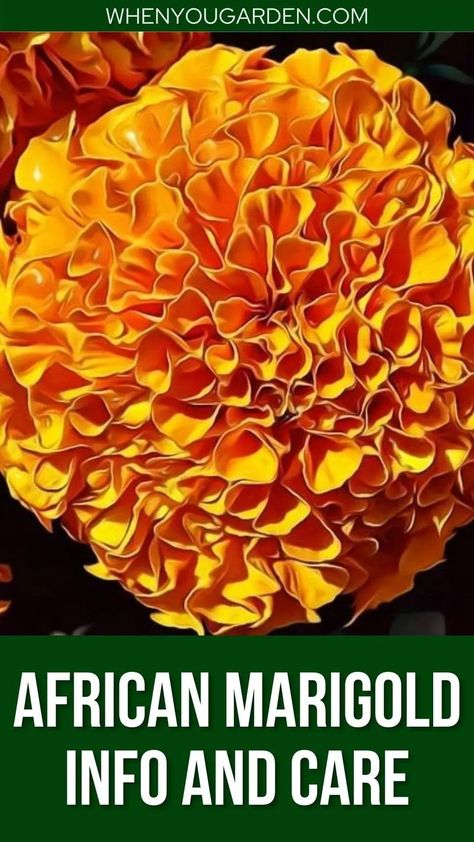 African Marigold Flowers, Mexican Marigold Flower, Garden Annuals, African Marigold, Grapefruit Tree, Growing Marigolds, Annual Garden, Marigold Flower, Soil Layers