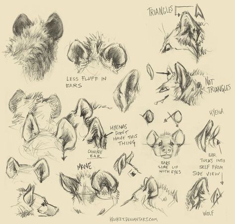 Animal Studies, Canine Drawing, Animal Study, Types Of Animals, Anatomy Drawing, Animal Sketches, Arte Animal, Hyena, Anatomy Art