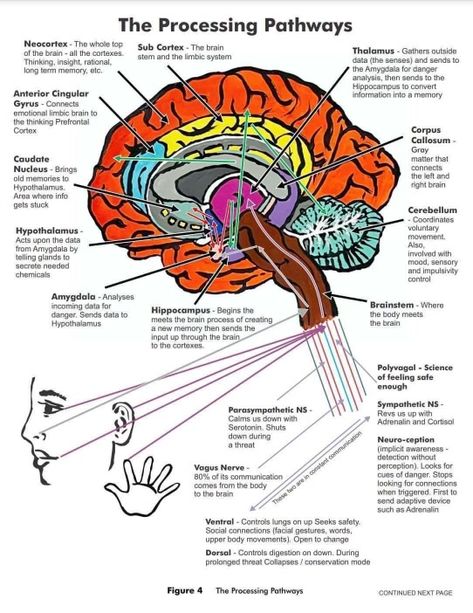 Brain Anatomy And Function, Brain Nervous System, Psychology Notes, Nursing School Essential, Psychology Studies, Basic Anatomy And Physiology, Brain Facts, Brain Anatomy, The Human Brain