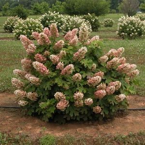 Hydrangea Tree, Hydrangea Landscaping, Front Yard Plants, Hydrangea Quercifolia, Lake Garden, Oakleaf Hydrangea, Hydrangea Garden, Planting Plan, Ruby Slippers