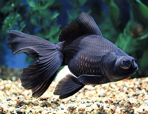 Black Moor Goldfish, Big Eyed Fish, Goldfish Care, Common Goldfish, Black Goldfish, Melanistic Animals, Comet Goldfish, Goldfish Types, Fantail Goldfish