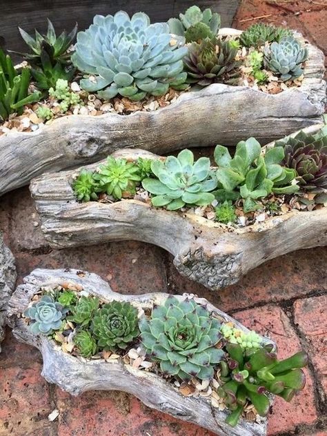 Game Garden, Succulent Outdoor, Driftwood Planters, Kaktus Dan Sukulen, Succulent Garden Design, نباتات منزلية, Succulent Garden Diy, Property Investment, Rock Garden Landscaping