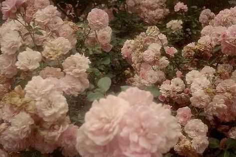 Ethereal Aesthetic, Nothing But Flowers, Princess Aesthetic, Nature Aesthetic, Marie Antoinette, Rococo, Pink Aesthetic, Beautiful Creatures, Pretty Flowers