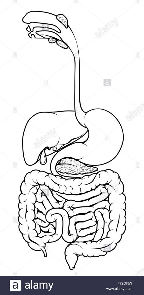 Black and white illustration of the human digestive system, digestive Stock Photo - Alamy Digestive System Project, Digestive System Model, Digestive System Diagram, The Human Digestive System, Human Body Science Projects, Digestive System Anatomy, Biology Diagrams, Heart Diagram, Human Body Science