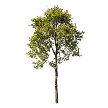 background,branch,collection,ecology,forest,garden,green,growth,isolated,leaf,life,natural,nature,oak,old,outdoor,park,plant,pot,season,single,spring,tree,trees,trunk,white,wood,black tree Tree Elevation, Tree Render, Flora Background, Flat Tree, Wood Png, Trees Background, Short Trees, Tree Photoshop, Green Png