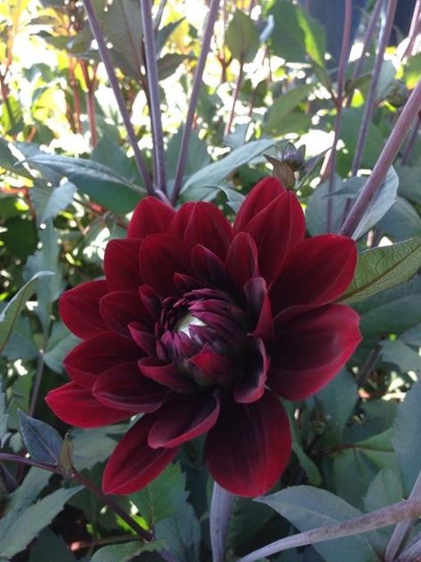 Winter Color Theory, Dahlia Aesthetic, Burgundy Garden, Black Plants, Flower Season, Pineapple Wallpaper, Goth Garden, Painting The Roses Red, Gothic Garden