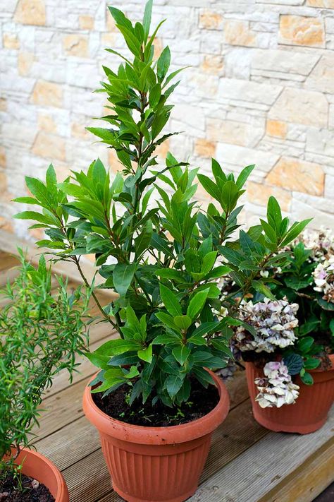 If you're growing bay laurel in your container garden, eventually you'll find it will outgrow its pot and need to be transplanted. You don't want to get the timing wrong or damage in the plant in the process. Learn how and when to transplant your bay laurel tree now on Gardener's Path. #baylaurel #gardenerspath Jacobs Ladder Plant, Bay Leaf Plant, Bay Leaf Tree, Bay Laurel Tree, Short Trees, Bay Laurel, Laurel Tree, Lipstick Plant, Citrus Plant